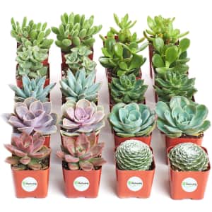 Live Indoor Succulent 20-Pack for $28