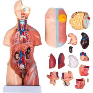 Vevor 17" Torso Anatomy Model for $61