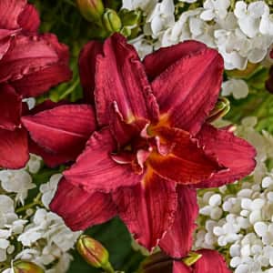 Spring Hill Nurseries Evergreen Trees / Shrubs at Lowe's: 25% off Spring Hill Nurseries Evergreen Trees / Shrubs at Lowe's: 25% off