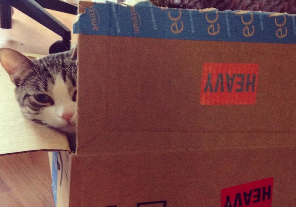 cat food