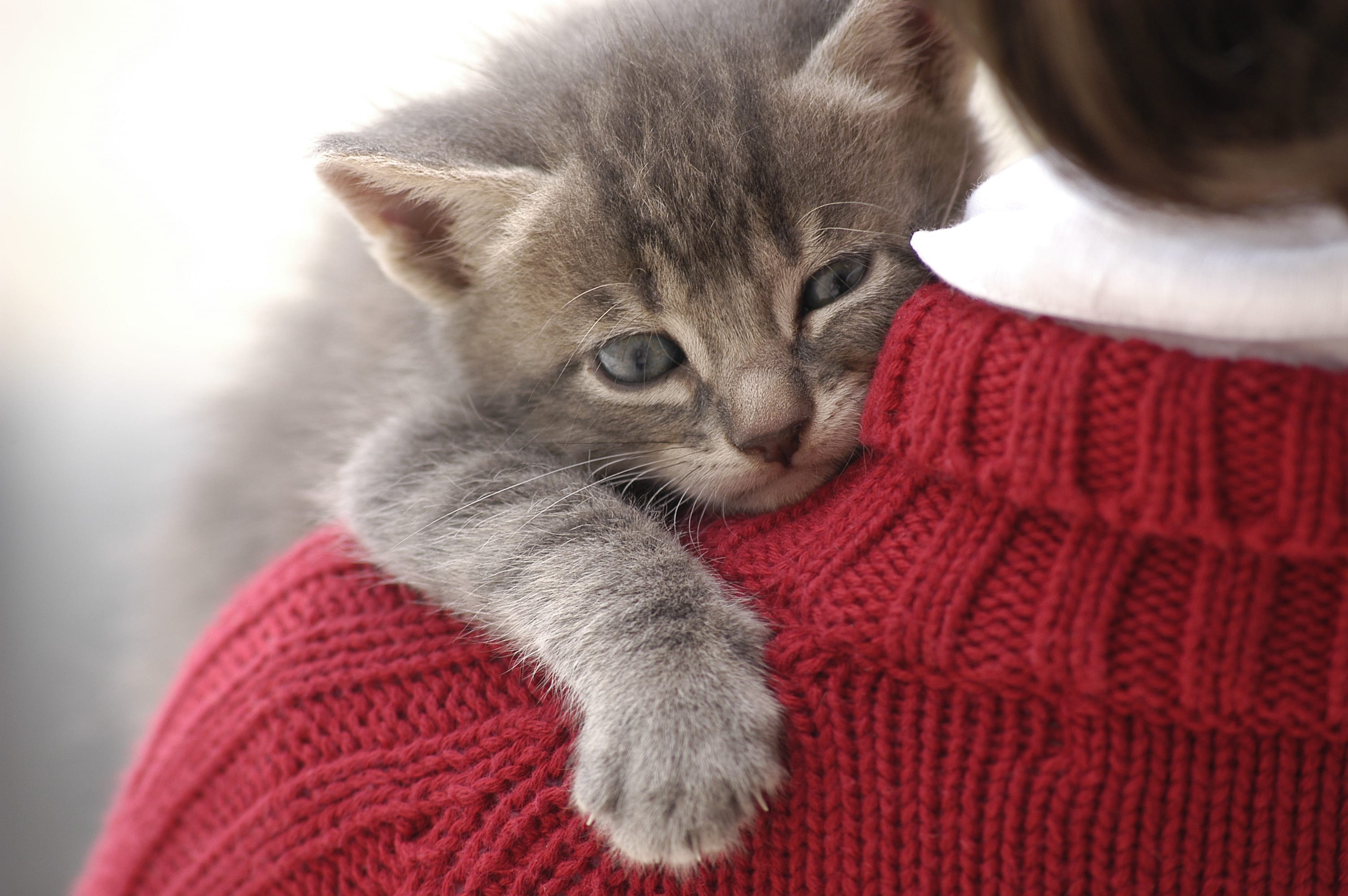 cuddle kitten