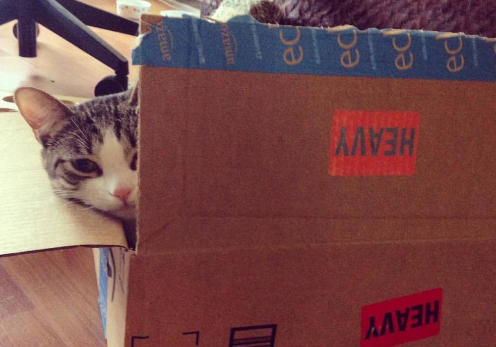 How I Save 600 A Year On Cat Food Using Amazon Prime