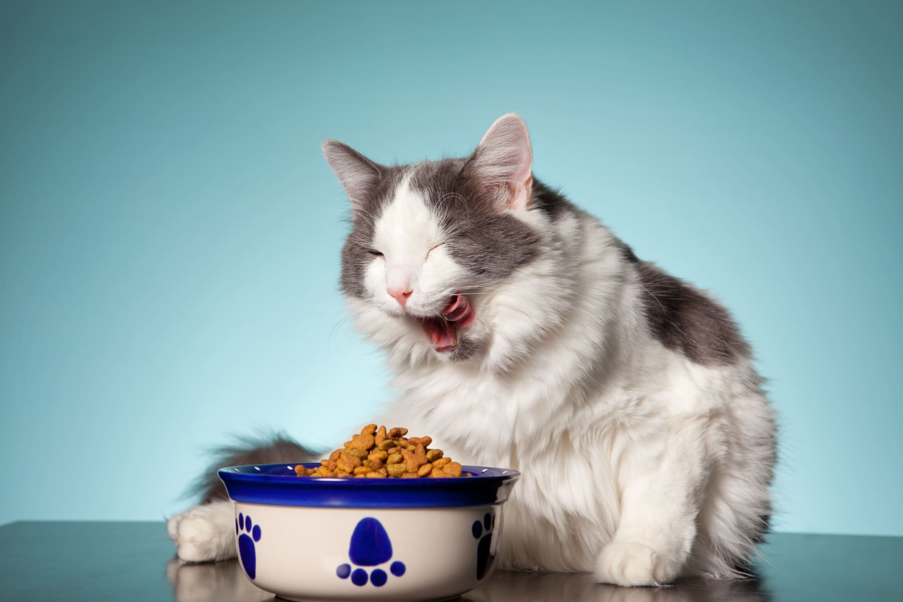 cat eats cat food