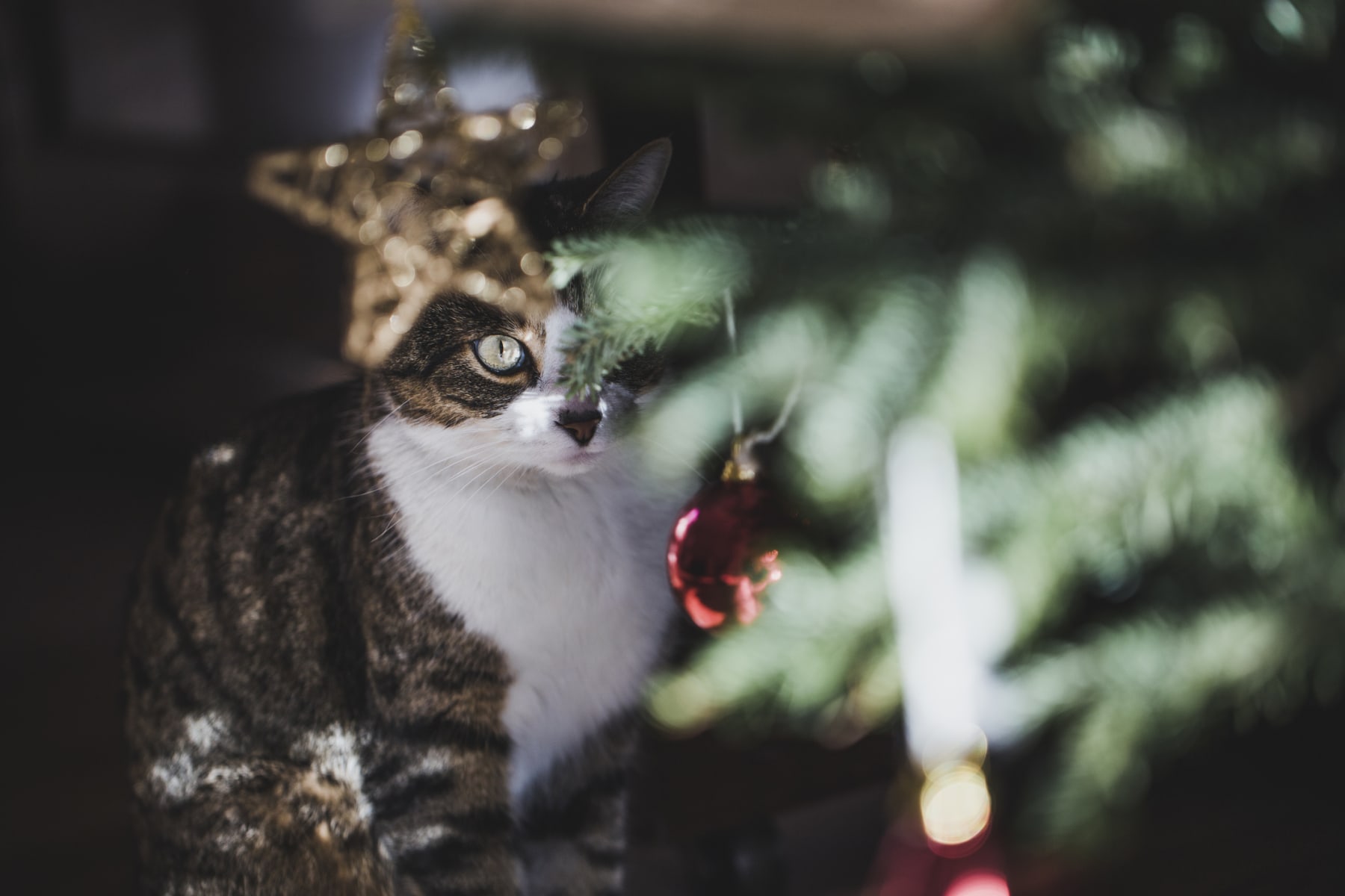 Tabby Cat Peaking Behind Christmas Tree