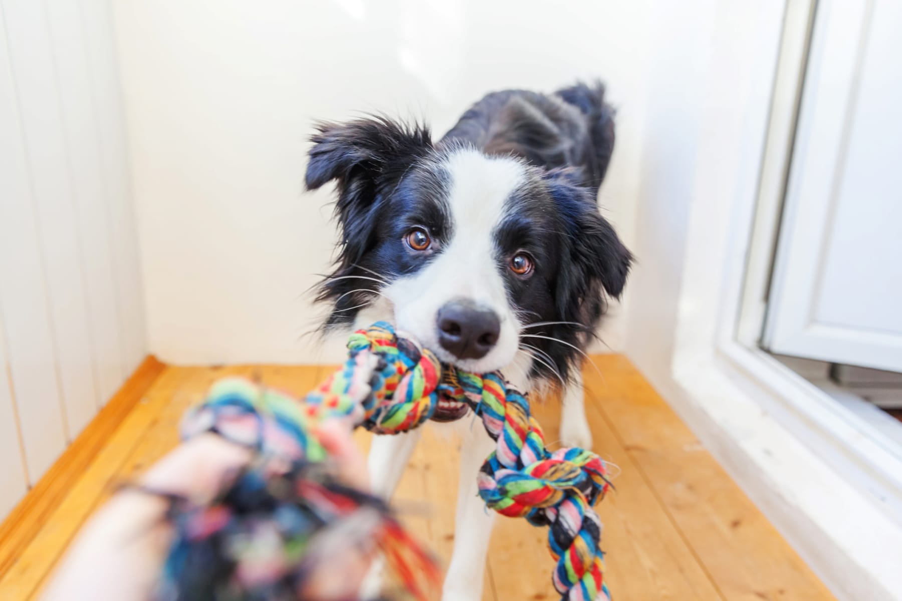 dog plays with rope toy