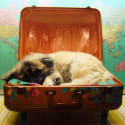 Everything You Need to Know About Traveling With Pets
