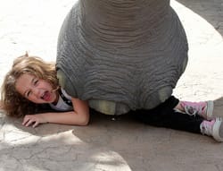 Rumor Roundup: iPhone 6 Will Detect Elephants? Bieber-Ball? More?