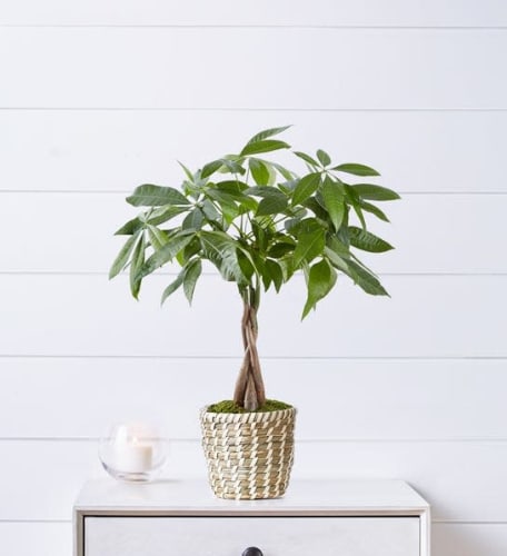 Money Tree Potted Plant from $42 + $14.99 s&h