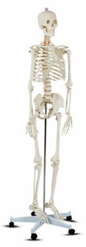 Costway Life-Size Human Anatomy Skeleton Model for $118 + free shipping